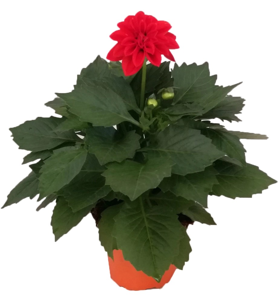 Dalia vaso 14 cm Dalia vaso 14 cm