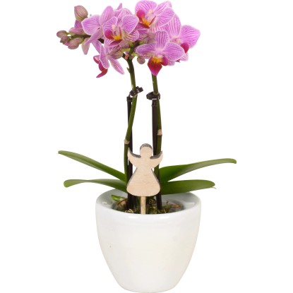 Orchidea Phalaenopsis mini composizione in vaso ceramica vaso Ø 6 cm Orchidea Phalaenopsis mini composizione in vaso ceramica vaso Ø 6 cm