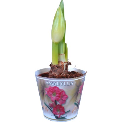 Stella del cavaliere 2 steli rosa in vaso Ø 13 cm Stella del cavaliere 2 steli rosa in vaso Ø 13 cm