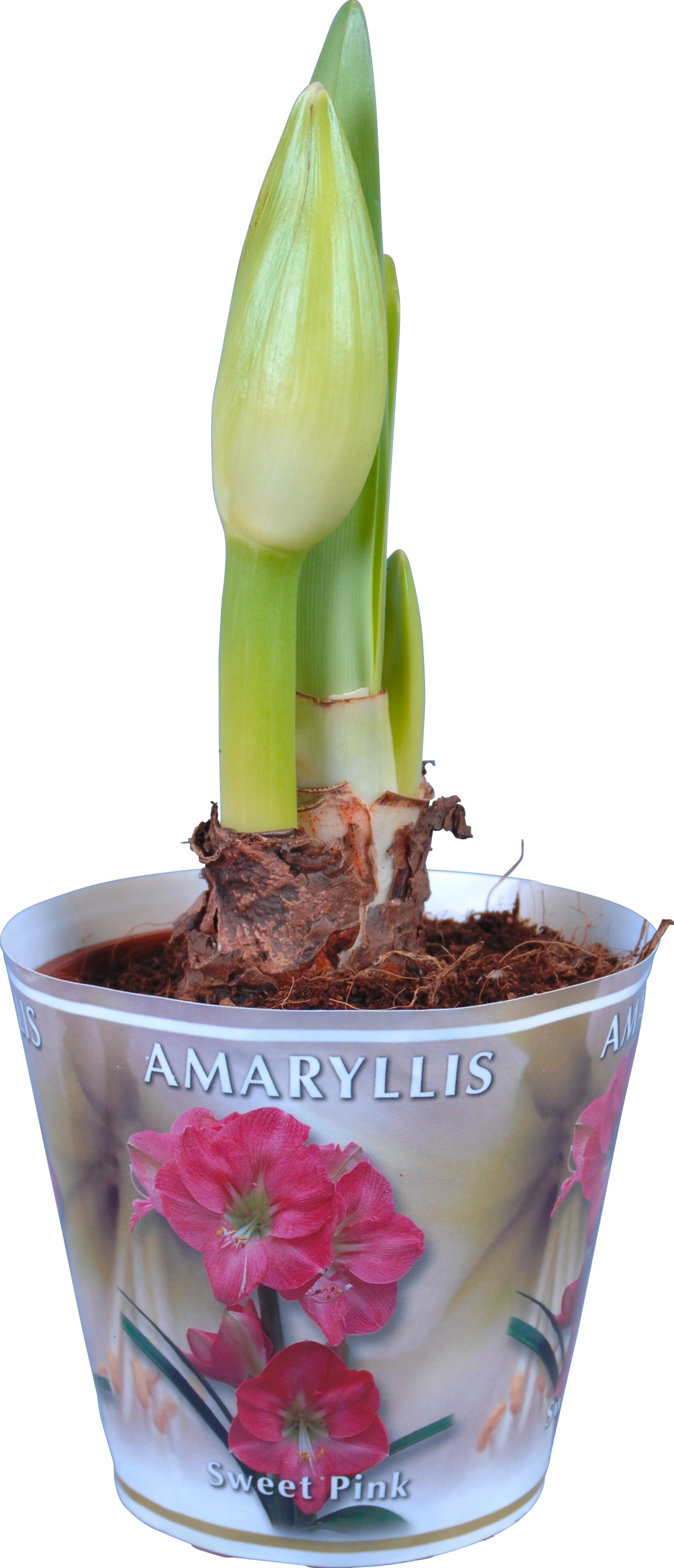 Stella del cavaliere 2 steli rosa in vaso Ø 13 cm Stella del cavaliere 2 steli rosa in vaso Ø 13 cm