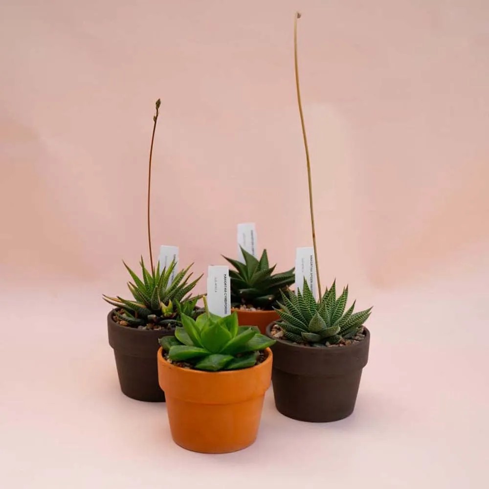 Haworthia collezione vaso terracotta Haworthia collezione vaso terracotta