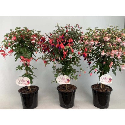 Fuchsia Alberello vaso 19 cm Fuchsia Alberello vaso 19 cm