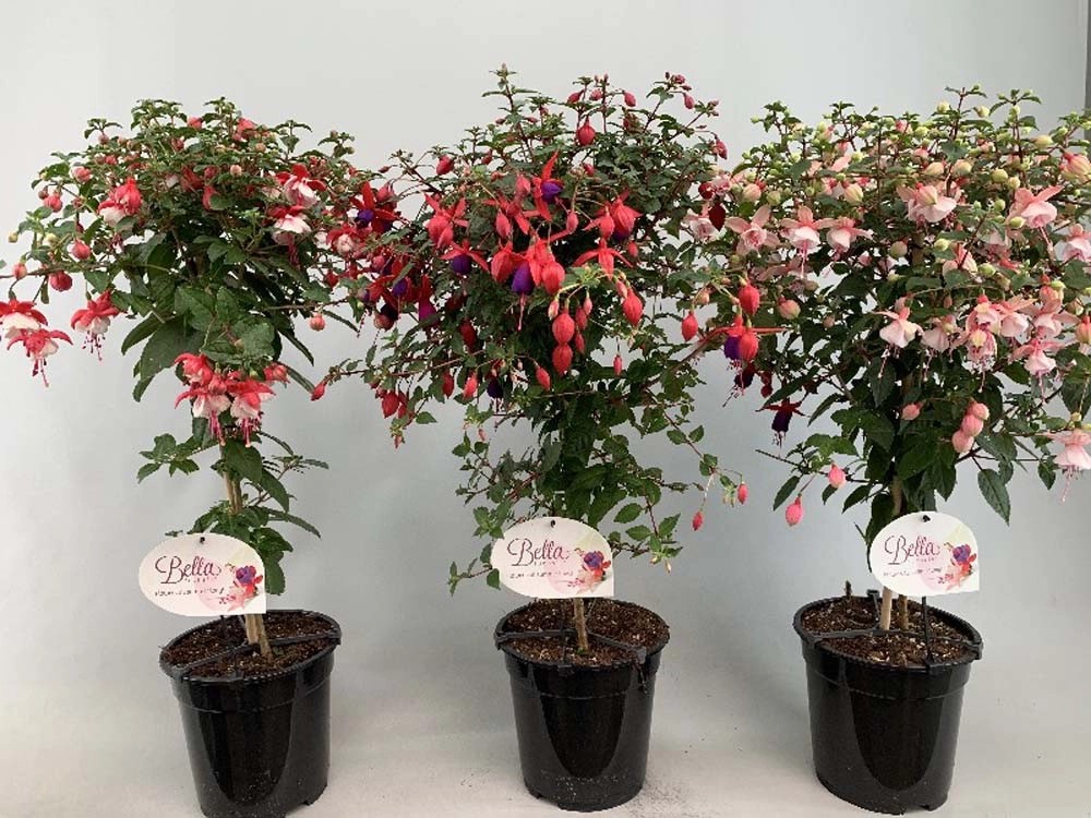 Fuchsia Alberello vaso 19 cm Fuchsia Alberello vaso 19 cm