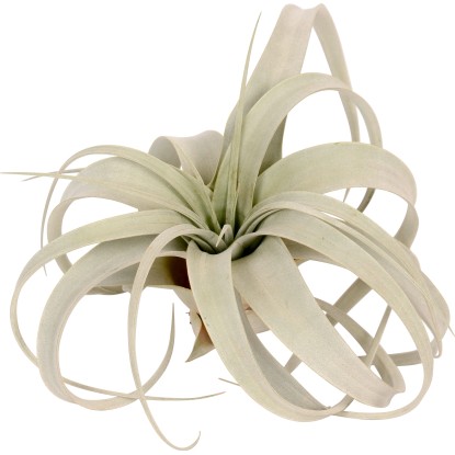 Tillandsia "Xerographica" Tillandsia "Xerographica"