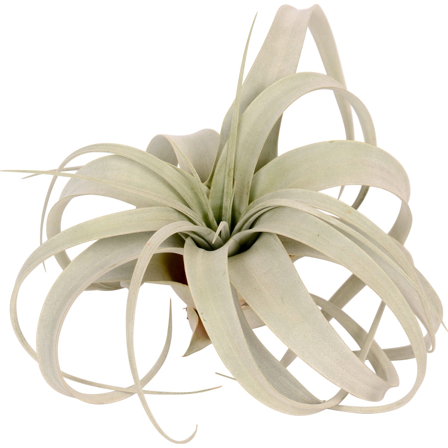Tillandsia "Xerographica" Tillandsia "Xerographica"