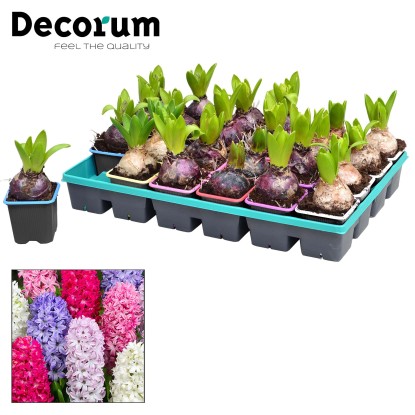 Hyacinthus orientalis misto colore vaso Ø ca. 7 cm Hyacinthus orientalis misto colore vaso Ø ca. 7 cm