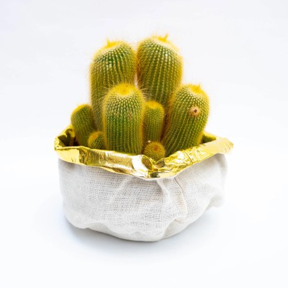 Cactus e Succulente in ciotola Ø 25 cm Cactus e Succulente in ciotola Ø 25 cm