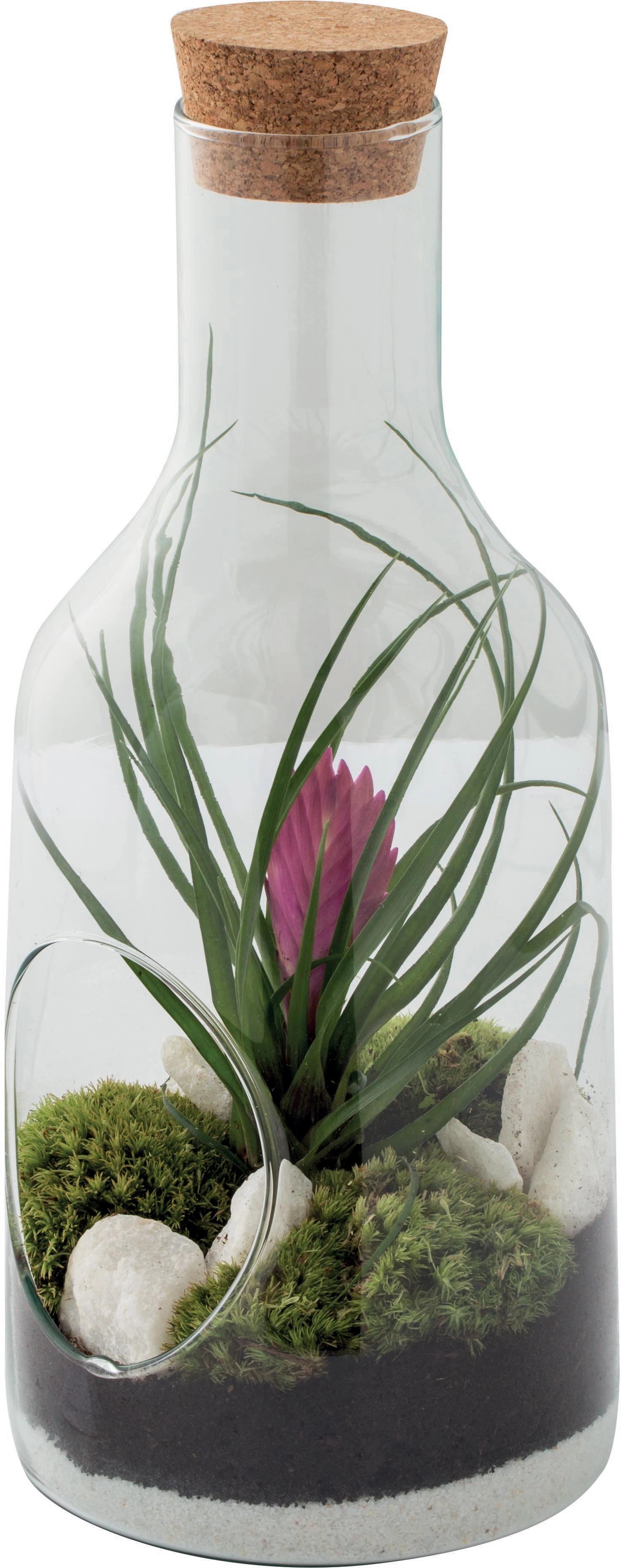 Composizione bottiglia in vetro con vriesea Composizione bottiglia in vetro con vriesea