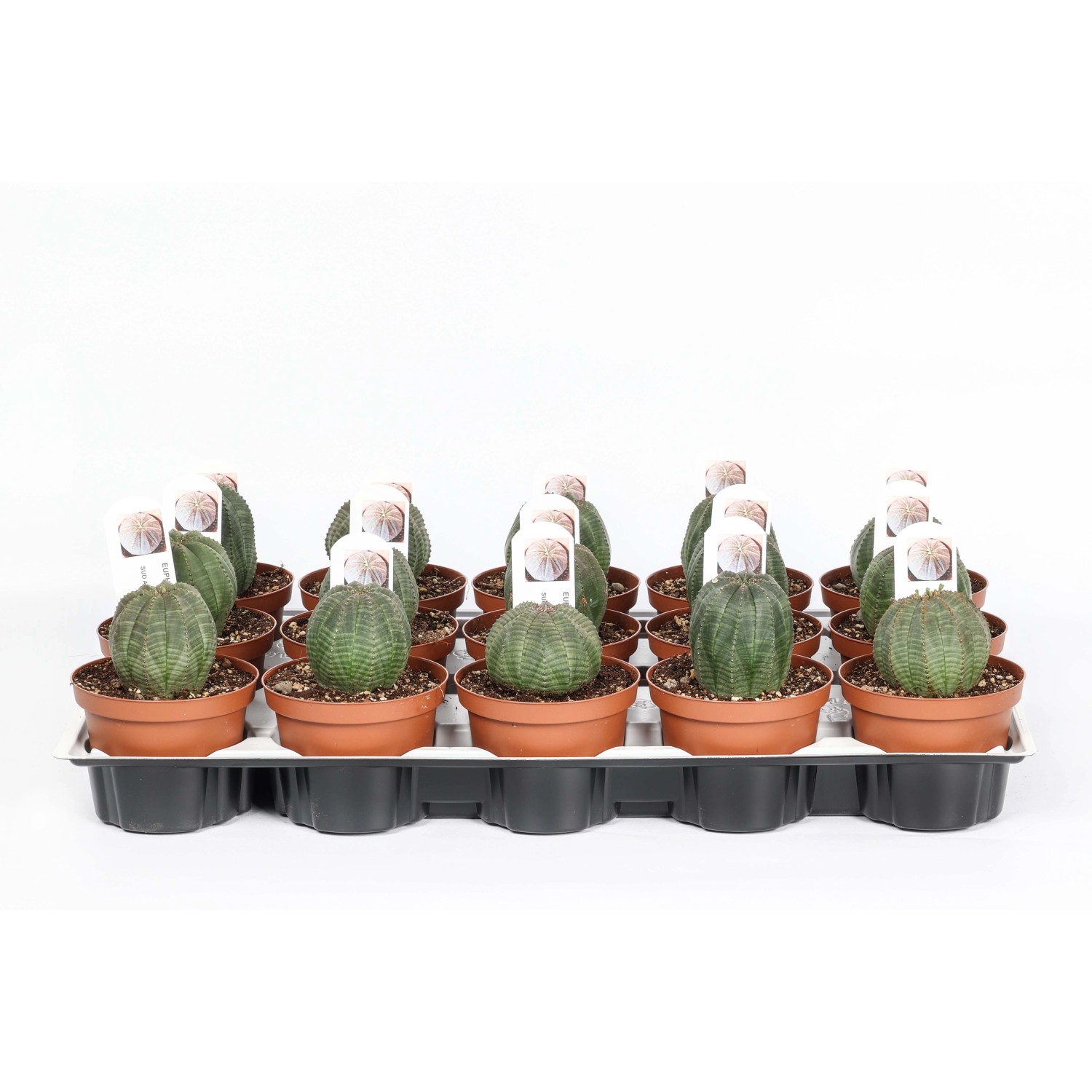 Euphorbia obesa Piante grasse vaso Ø 10,5 cm Euphorbia obesa Piante grasse vaso Ø 10,5 cm