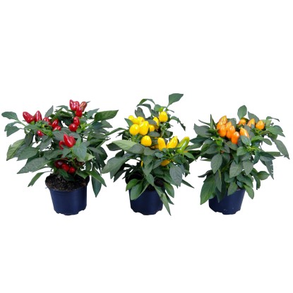 Peperoncino ornamentale vaso Ø 15 cm Peperoncino ornamentale vaso Ø 15 cm