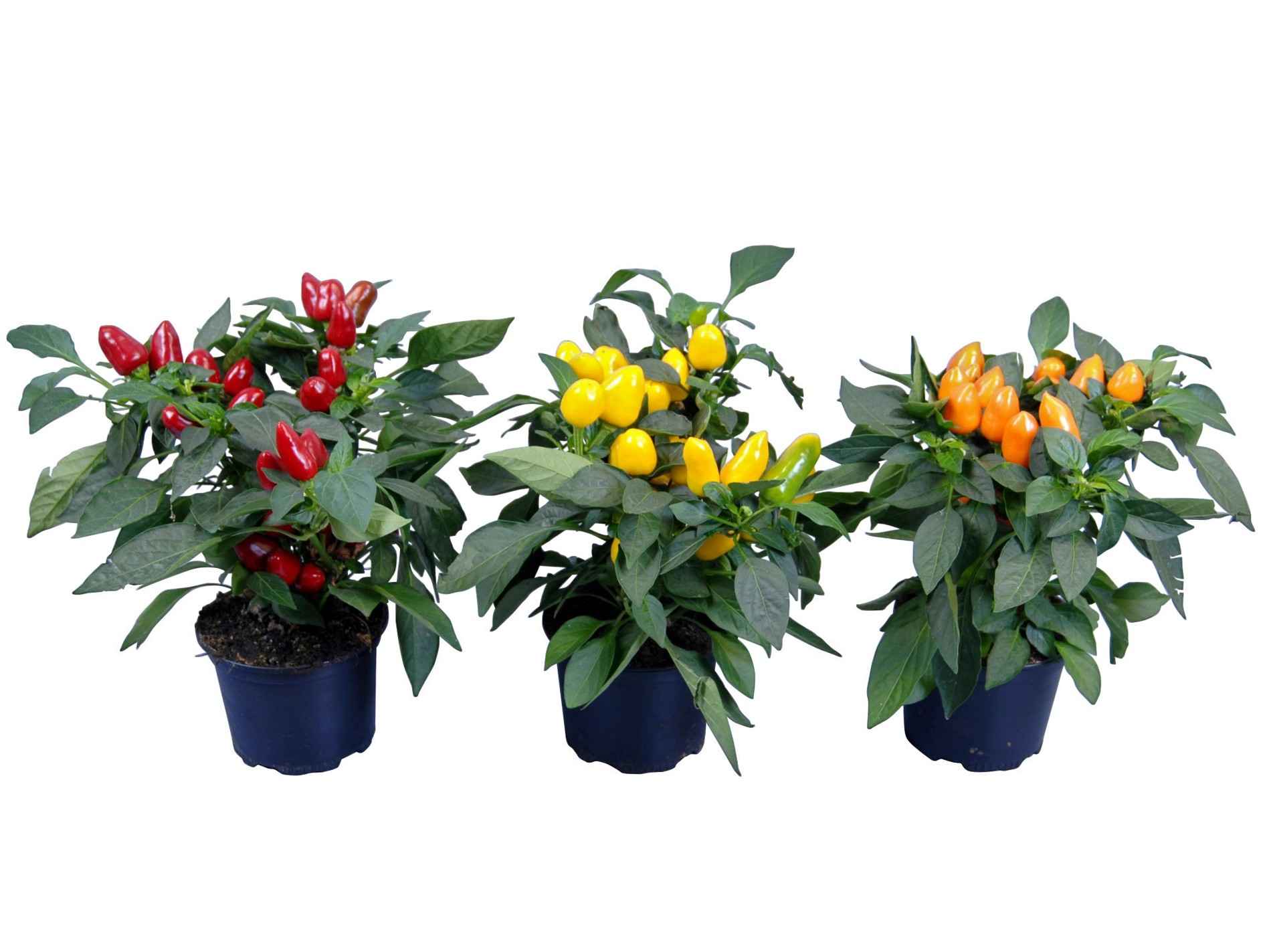 Peperoncino ornamentale vaso Ø 15 cm Peperoncino ornamentale vaso Ø 15 cm