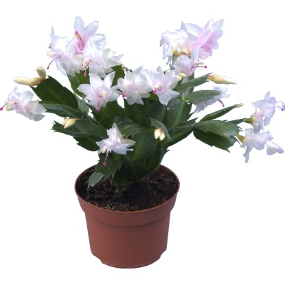 Cactus di Natale vaso Ø 9 cm Cactus di Natale vaso Ø 9 cm