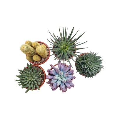 Cactus e Succulente vaso Ø 25 cm Cactus e Succulente vaso Ø 25 cm