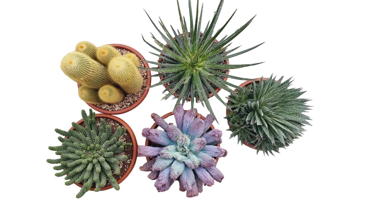 Cactus e Succulente vaso Ø 25 cm Cactus e Succulente vaso Ø 25 cm