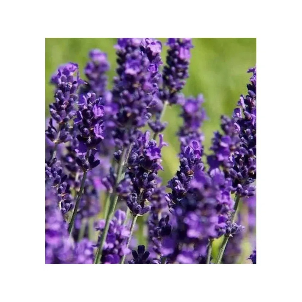 Lavandula angustifolia "Hidcote" cespuglio Lavandula angustifolia "Hidcote" cespuglio