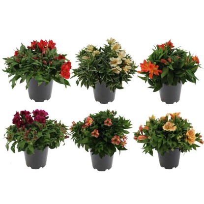 Alstroemeria Colorita assort. vaso 19 cm Alstroemeria Colorita assort. vaso 19 cm
