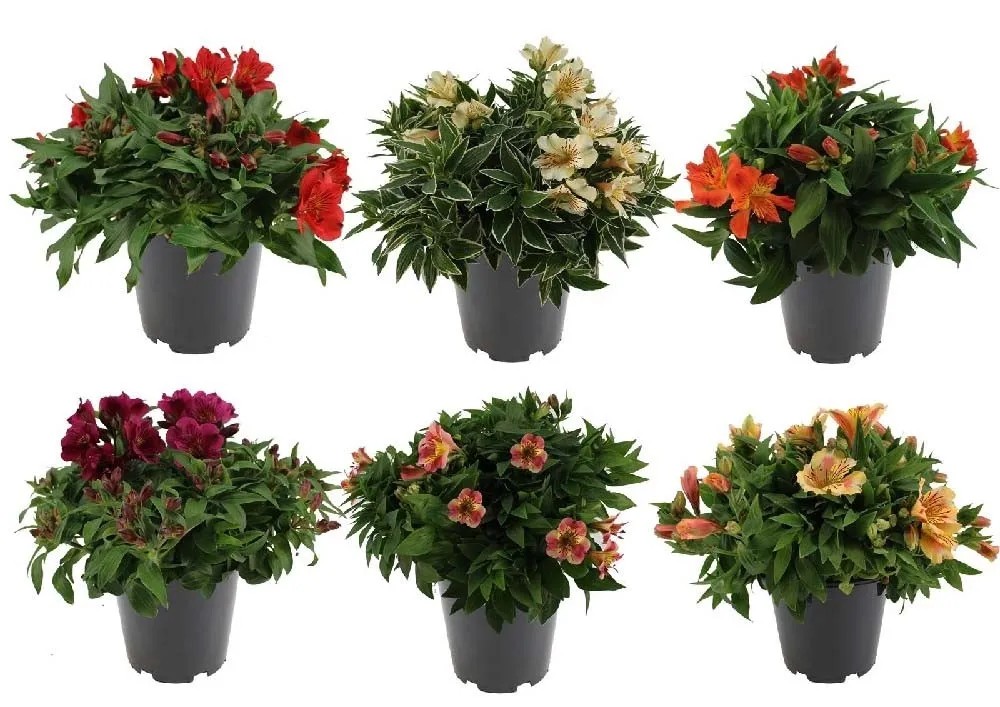 Alstroemeria Colorita assort. vaso 19 cm Alstroemeria Colorita assort. vaso 19 cm