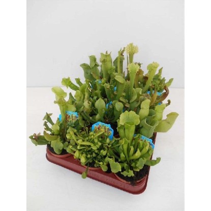 Sarracenia mix Varietà vaso 8,5 cm Sarracenia mix Varietà vaso 8,5 cm