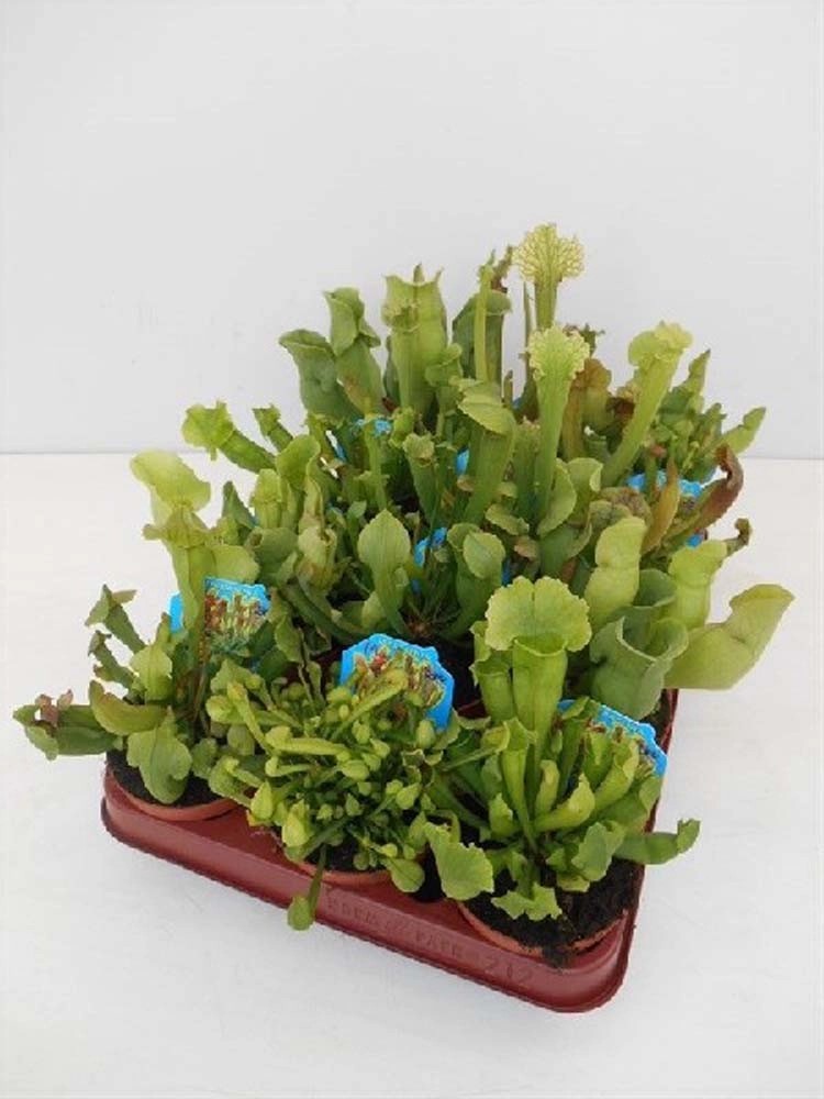 Sarracenia mix Varietà vaso 8,5 cm Sarracenia mix Varietà vaso 8,5 cm