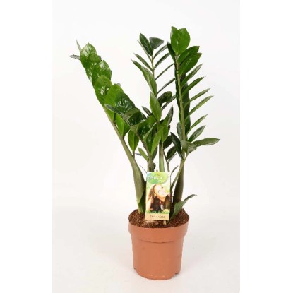 Zamioculca Zamiifolia In vaso 17 cm Zamioculca Zamiifolia In vaso 17 cm