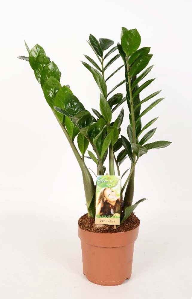 Zamioculca Zamiifolia In vaso 17 cm Zamioculca Zamiifolia In vaso 17 cm