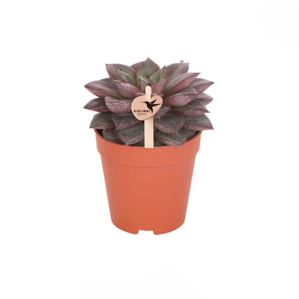 Succulente mix Kolibri Greens vaso 12 cm Succulente mix Kolibri Greens vaso 12 cm