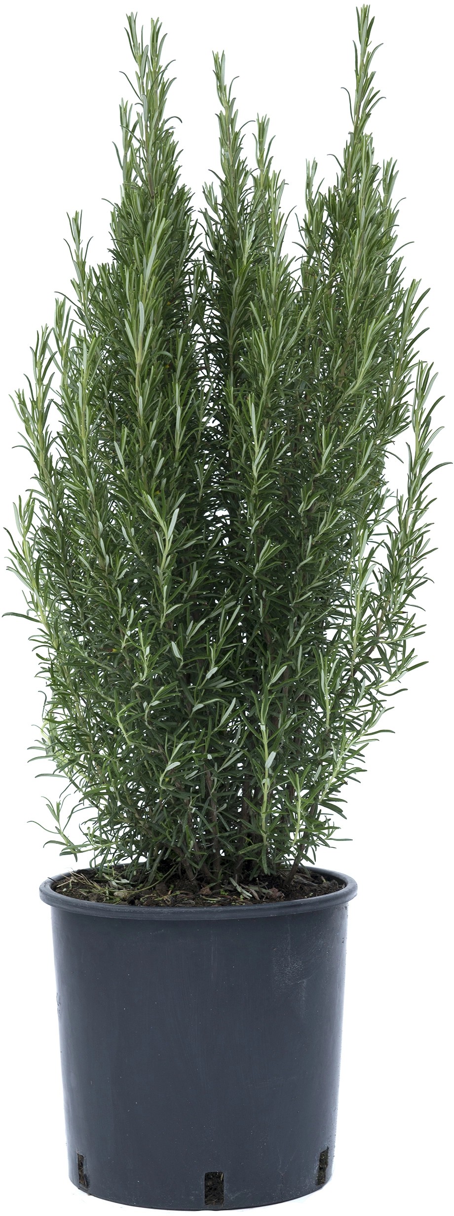 Rosmarino Rosmarino