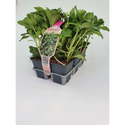 Pachysandra Terminalis confezione vaso 9 cm Pachysandra Terminalis confezione vaso 9 cm