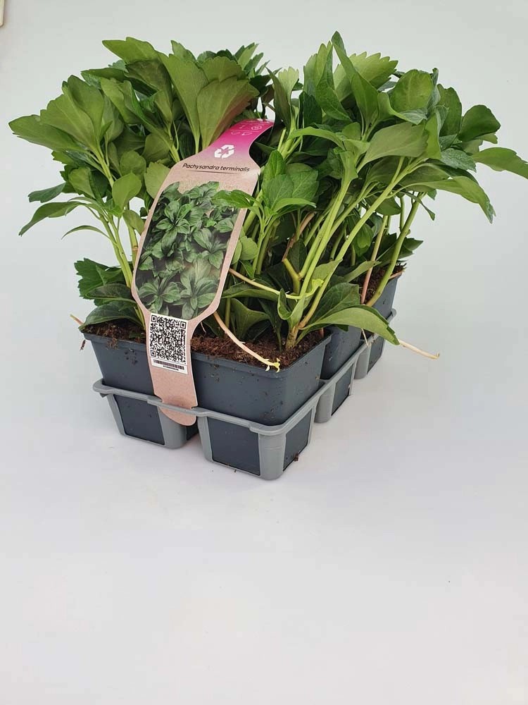 Pachysandra Terminalis confezione vaso 9 cm Pachysandra Terminalis confezione vaso 9 cm