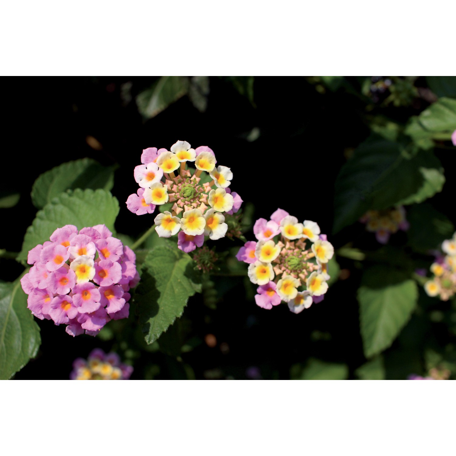 Lantana in vaso 14 cm Lantana in vaso 14 cm