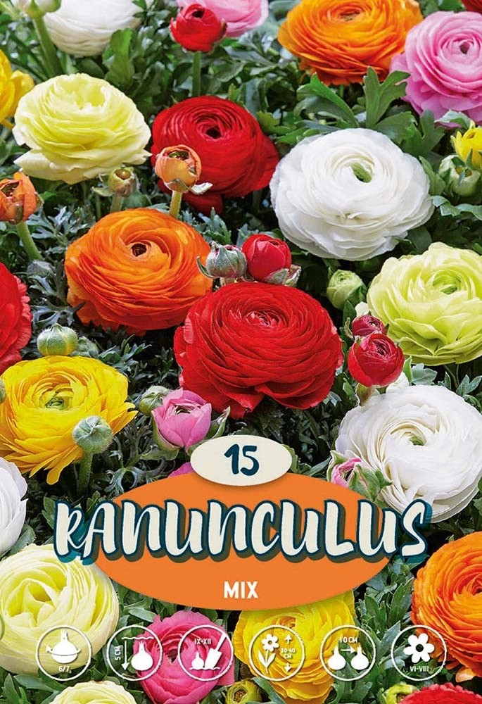Bulbi da fiore ranuncoli mix 15 pz Bulbi da fiore ranuncoli mix 15 pz