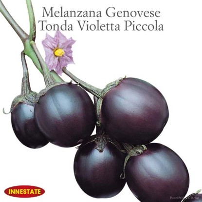 Melanzana genovese vaso 14 cm Melanzana genovese vaso 14 cm