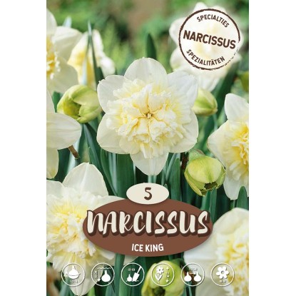 Narciso Ice King Narciso Ice King