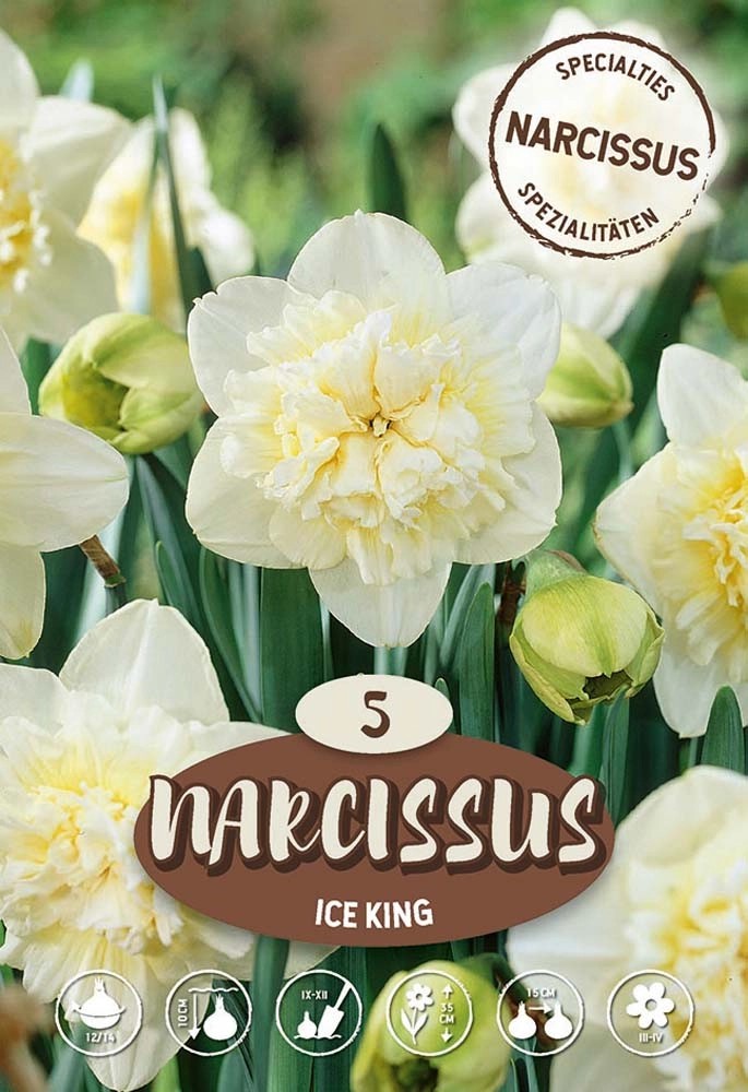 Narciso Ice King Narciso Ice King