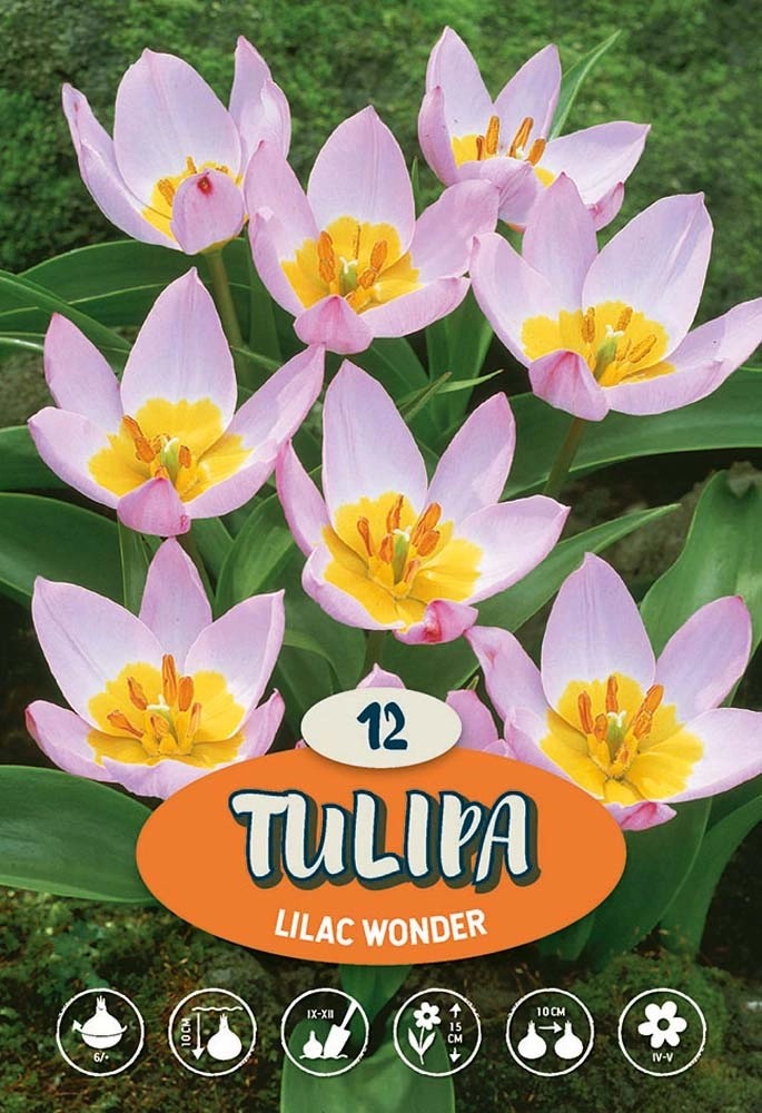 Tulipano Lilac Wonder Tulipano Lilac Wonder
