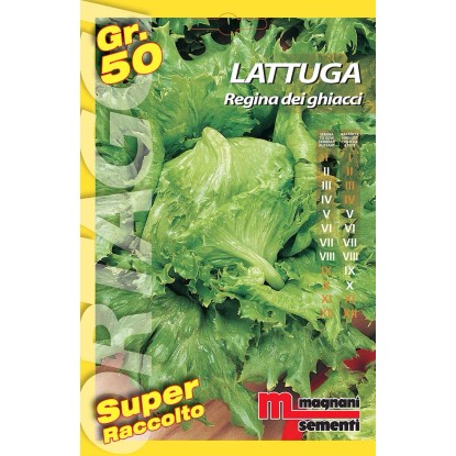 Semi orto big Lattuga regina dei ghiacci 50 g Semi orto big Lattuga regina dei ghiacci 50 g