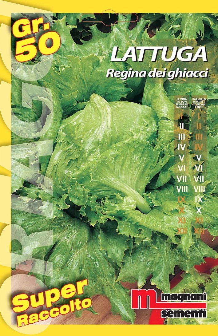 Semi orto big Lattuga regina dei ghiacci 50 g Semi orto big Lattuga regina dei ghiacci 50 g