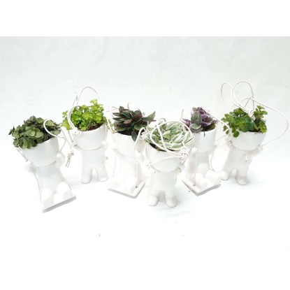 Callisia Peperomia vaso 6 cm Callisia Peperomia vaso 6 cm