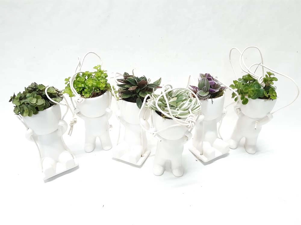 Callisia Peperomia vaso 6 cm Callisia Peperomia vaso 6 cm