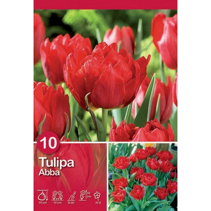 Tulipano Abba 10 pz Tulipano Abba 10 pz