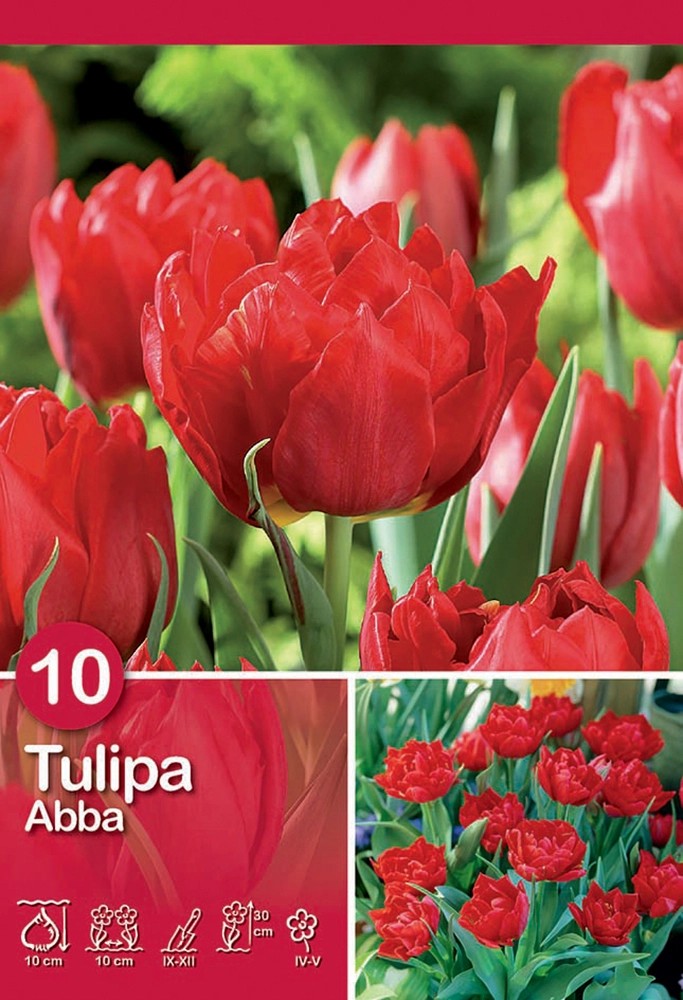 Tulipano Abba 10 pz Tulipano Abba 10 pz
