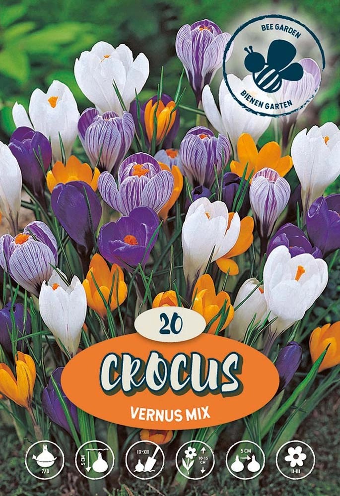 Crochi Vernus Misto Crochi Vernus Misto