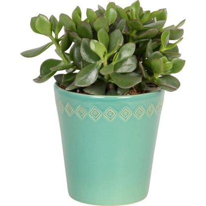 Piante grasse vaso in ceramica Ø 12 cm Piante grasse vaso in ceramica Ø 12 cm