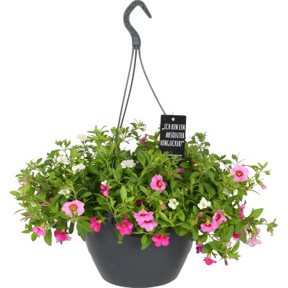 Petunia vaso da appendere Mix H40/60 x vaso Ø 27 cm Petunia vaso da appendere Mix H40/60 x vaso Ø 27 cm