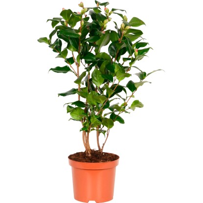 Camellia japonica Dr. King H35/40 cm vaso Ø 19 cm Camellia japonica Dr. King H35/40 cm vaso Ø 19 cm