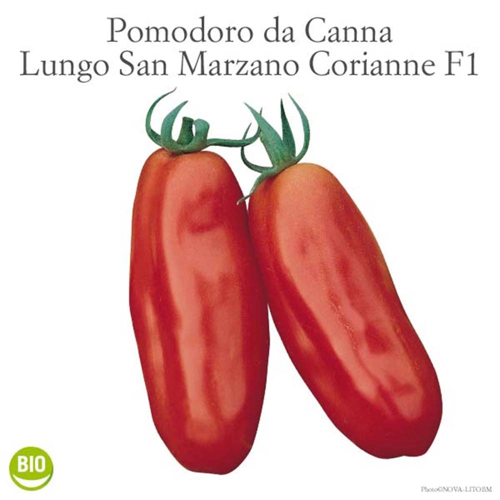 Pomodoro lungo Cirano vaschetta 4 pz Pomodoro lungo Cirano vaschetta 4 pz