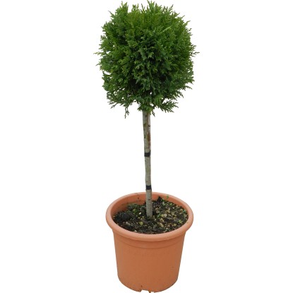Cipresso di Leyland H 65 cm con vaso 9 l Cipresso di Leyland H 65 cm con vaso 9 l