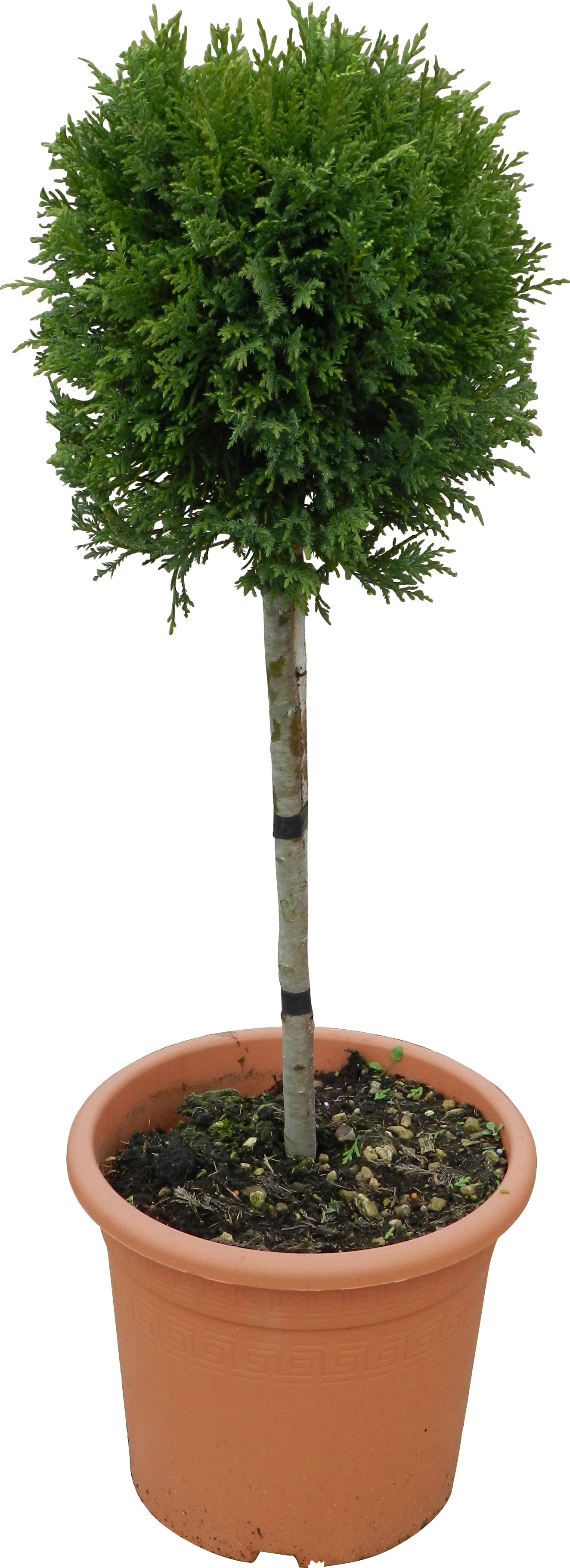 Cipresso di Leyland H 65 cm con vaso 9 l Cipresso di Leyland H 65 cm con vaso 9 l