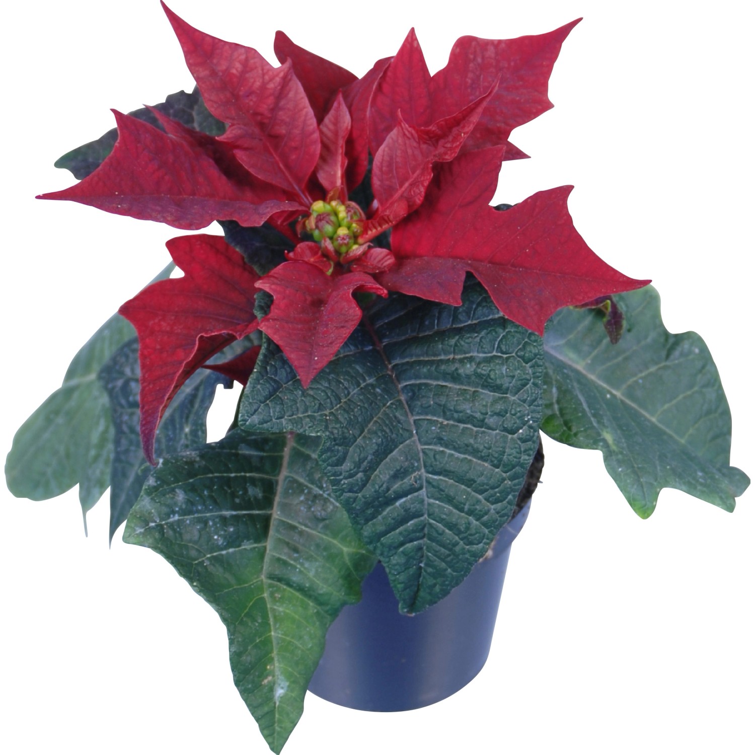 Stella di Natale mini bordeaux vaso Ø 6 cm Stella di Natale mini bordeaux vaso Ø 6 cm