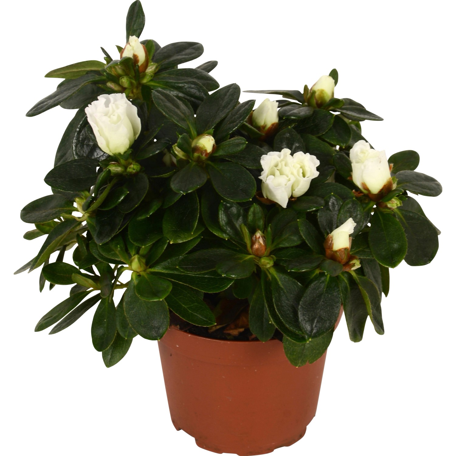 Azalee mix vaso Ø 9 cm Azalee mix vaso Ø 9 cm